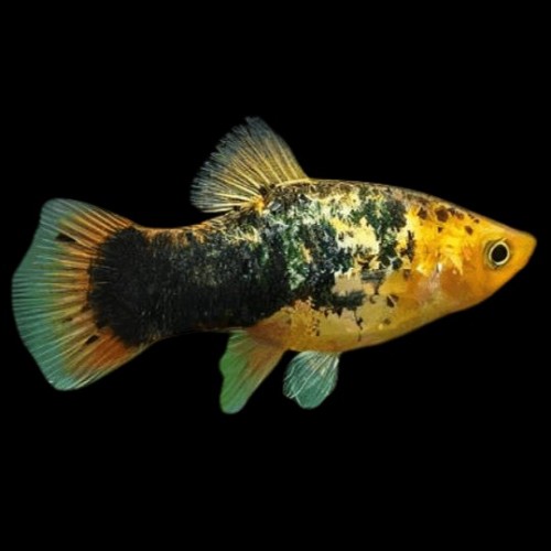 Xiphophorus maculatus - Platy yellow calico